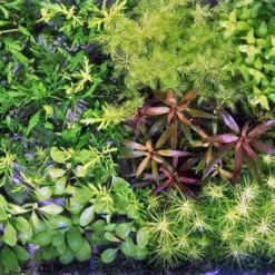 Unterwasser-Landschaft Holland-Aquarium Für Ein 500 Liter Aquarium -Hobby Verkäufe S4 200wf 1 3 4