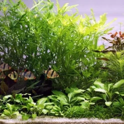 Unterwasser-Landschaft Holland-Aquarium Für Ein 200 Liter Aquarium -Hobby Verkäufe S4 200wf 1 4