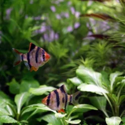 Unterwasser-Landschaft Holland-Aquarium Für Ein 160 Liter Aquarium -Hobby Verkäufe S4 200wf 1 5 5