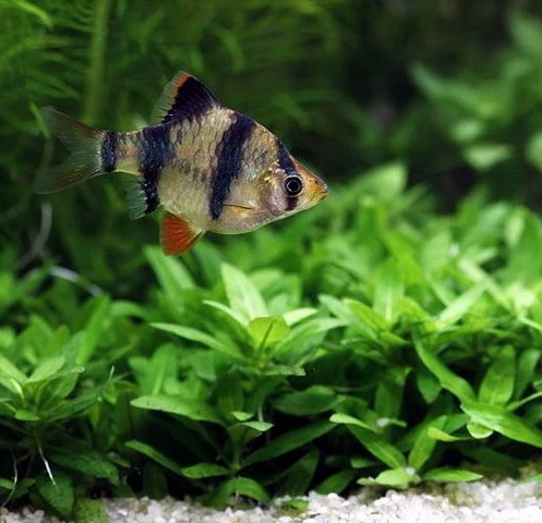 Unterwasser-Landschaft Holland-Aquarium Für Ein 100 Liter Aquarium 8 Unterwasser-Landschaft Holland-Aquarium Für Ein 100 Liter Aquarium – Bild 6