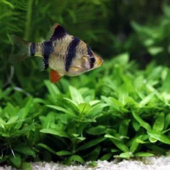 Unterwasser-Landschaft Holland-Aquarium Für Ein 160 Liter Aquarium -Hobby Verkäufe S4 200wf 1 6 5