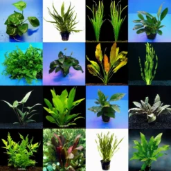 10 Topf Barschsortiment Malawi - Hochwertiges Und Robustes Set