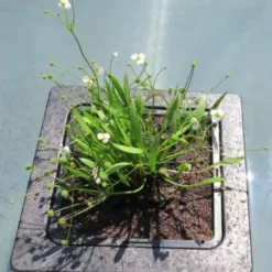 Insel Mit Baldellia Ranunculoides / Gewöhnlicher Igelschlauch, Hellrosa