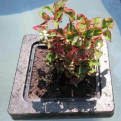 Insel Mit Houttuynia Cordata Chameleon / Chamäleon-Pflanze