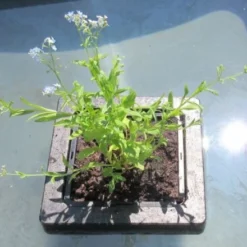 Insel Mit Myosotis Palustris / Sumpfvergißmeinnicht