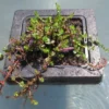 Insel Mit Rotala Indica / Kleinblättrige Rotala 1 Insel Mit Rotala Indica / Kleinblättrige Rotala -Hobby Verkäufe S6090270 6wf 1 1