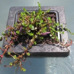 Insel Mit Rotala Indica / Kleinblättrige Rotala