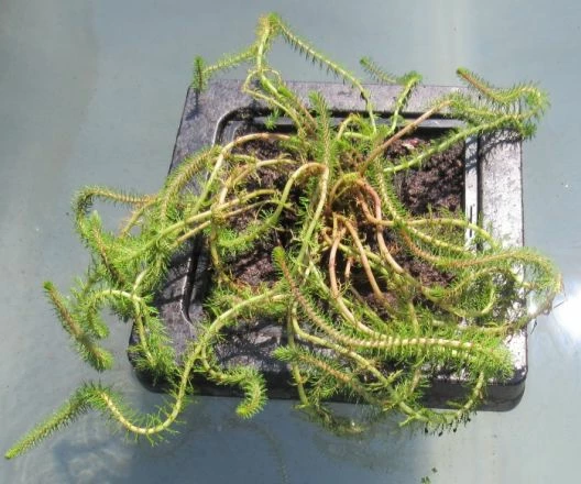 Insel Mit Myriophyllum Crispata / Feines Tausendblatt 3 Insel Mit Myriophyllum Crispata / Feines Tausendblatt