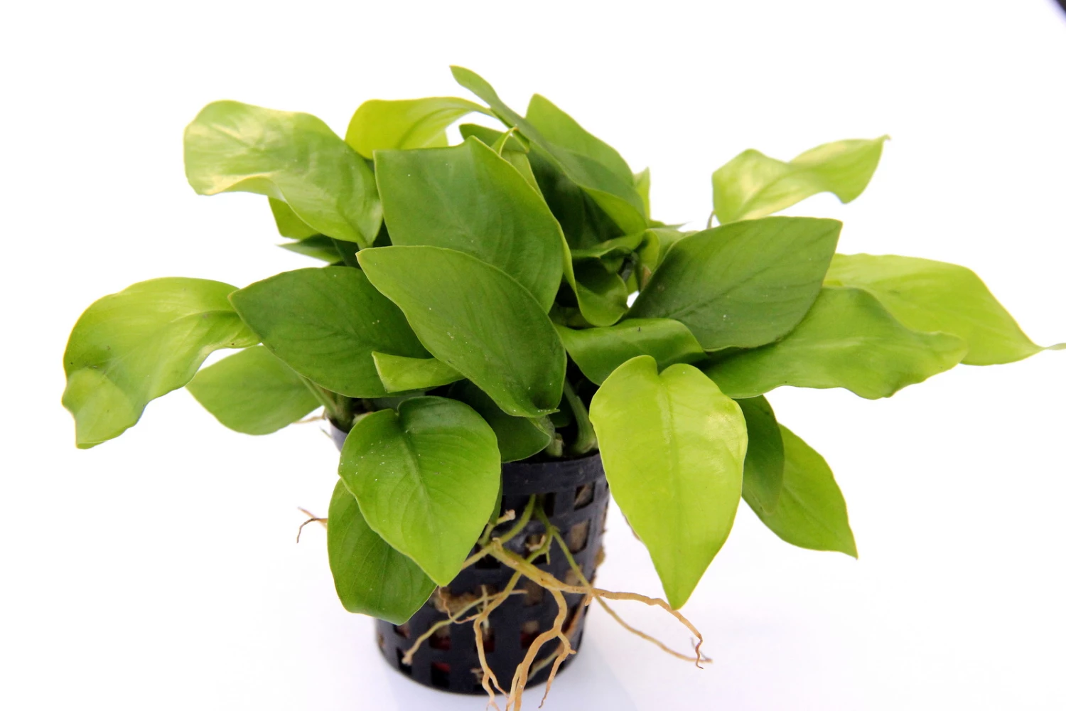 Anubias Quartett: 4x Anubias-Töpfe = Barteri + Nana + Petite + Golden, Barschfeste Wasserpflanzen 7 Anubias Quartett: 4x Anubias-Töpfe = Barteri + Nana + Petite + Golden, Barschfeste Wasserpflanzen – Bild 5
