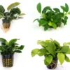 Anubias Quartett: 4x Anubias-Töpfe = Barteri + Nana + Petite + Golden, Barschfeste Wasserpflanzen