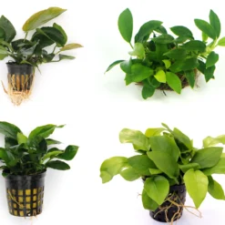 Anubias Quartett: 4x Anubias-Töpfe = Barteri + Nana + Petite + Golden, Barschfeste Wasserpflanzen