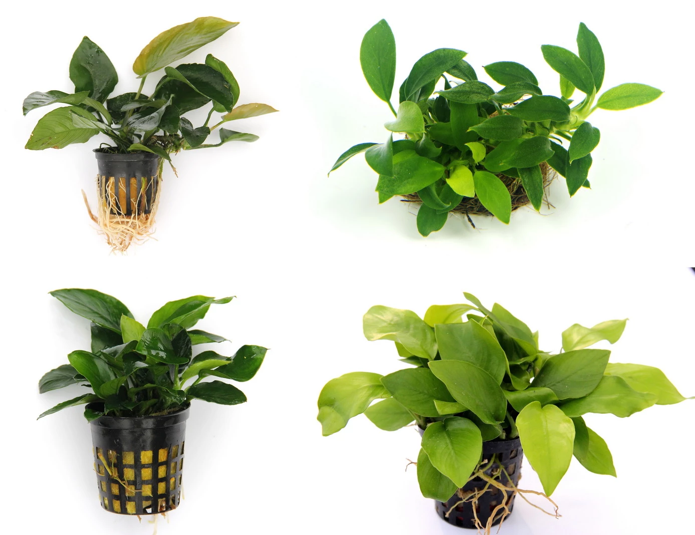 Anubias Quartett: 4x Anubias-Töpfe = Barteri + Nana + Petite + Golden, Barschfeste Wasserpflanzen 3 Anubias Quartett: 4x Anubias-Töpfe = Barteri + Nana + Petite + Golden, Barschfeste Wasserpflanzen
