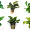 Anubias Sextett: 6x Anubias-Töpfe = Barteri + Nana + Petite + Golden + Coffeefolia + Congensis, Barschfeste Wasserpflanzen