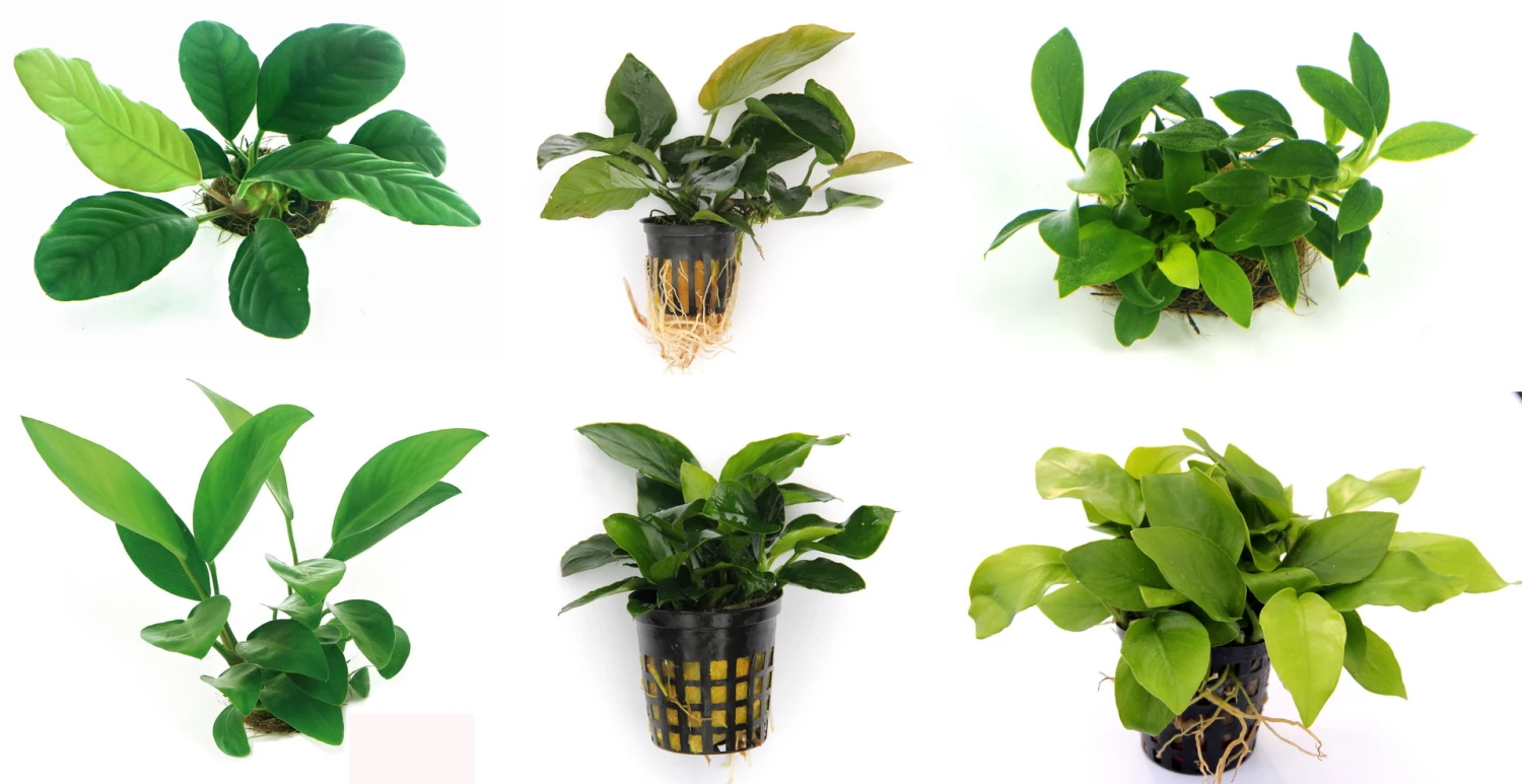 Anubias Sextett: 6x Anubias-Töpfe = Barteri + Nana + Petite + Golden + Coffeefolia + Congensis, Barschfeste Wasserpflanzen 3 Anubias Sextett: 6x Anubias-Töpfe = Barteri + Nana + Petite + Golden + Coffeefolia + Congensis, Barschfeste Wasserpflanzen