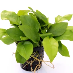 Anubias Sextett: 6x Anubias-Töpfe = Barteri + Nana + Petite + Golden + Coffeefolia + Congensis, Barschfeste Wasserpflanzen 15 Anubias Sextett: 6x Anubias-Töpfe = Barteri + Nana + Petite + Golden + Coffeefolia + Congensis, Barschfeste Wasserpflanzen -Hobby Verkäufe S6 6wf 1 10