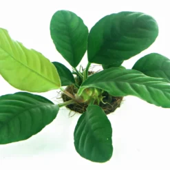 Anubias Sextett: 6x Anubias-Töpfe = Barteri + Nana + Petite + Golden + Coffeefolia + Congensis, Barschfeste Wasserpflanzen 10 Anubias Sextett: 6x Anubias-Töpfe = Barteri + Nana + Petite + Golden + Coffeefolia + Congensis, Barschfeste Wasserpflanzen -Hobby Verkäufe S6 6wf 1 2