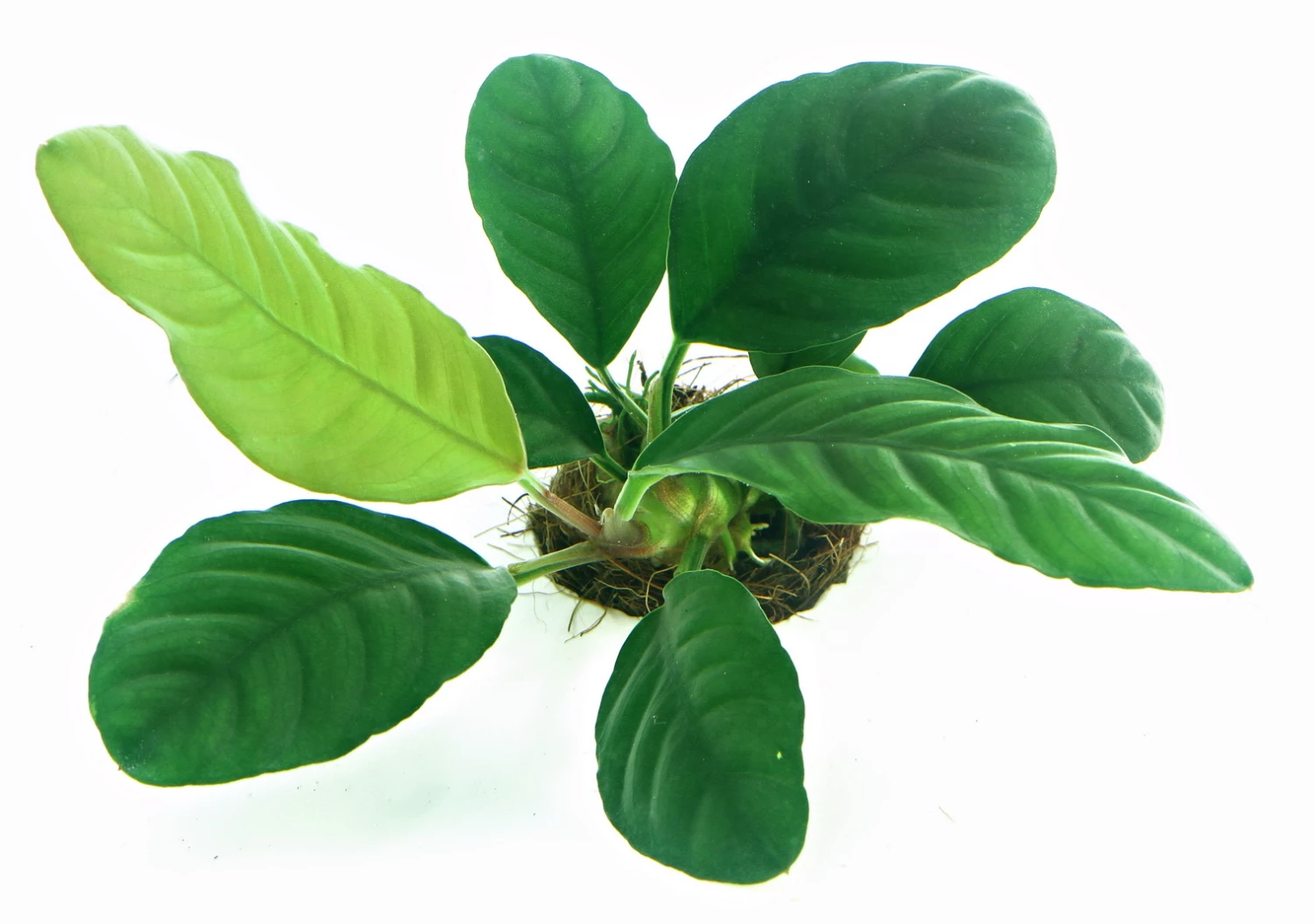 Anubias Sextett: 6x Anubias-Töpfe = Barteri + Nana + Petite + Golden + Coffeefolia + Congensis, Barschfeste Wasserpflanzen 4 Anubias Sextett: 6x Anubias-Töpfe = Barteri + Nana + Petite + Golden + Coffeefolia + Congensis, Barschfeste Wasserpflanzen – Bild 2