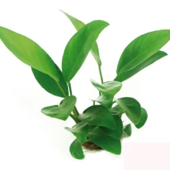 Anubias Sextett: 6x Anubias-Töpfe = Barteri + Nana + Petite + Golden + Coffeefolia + Congensis, Barschfeste Wasserpflanzen 11 Anubias Sextett: 6x Anubias-Töpfe = Barteri + Nana + Petite + Golden + Coffeefolia + Congensis, Barschfeste Wasserpflanzen -Hobby Verkäufe S6 6wf 1 3