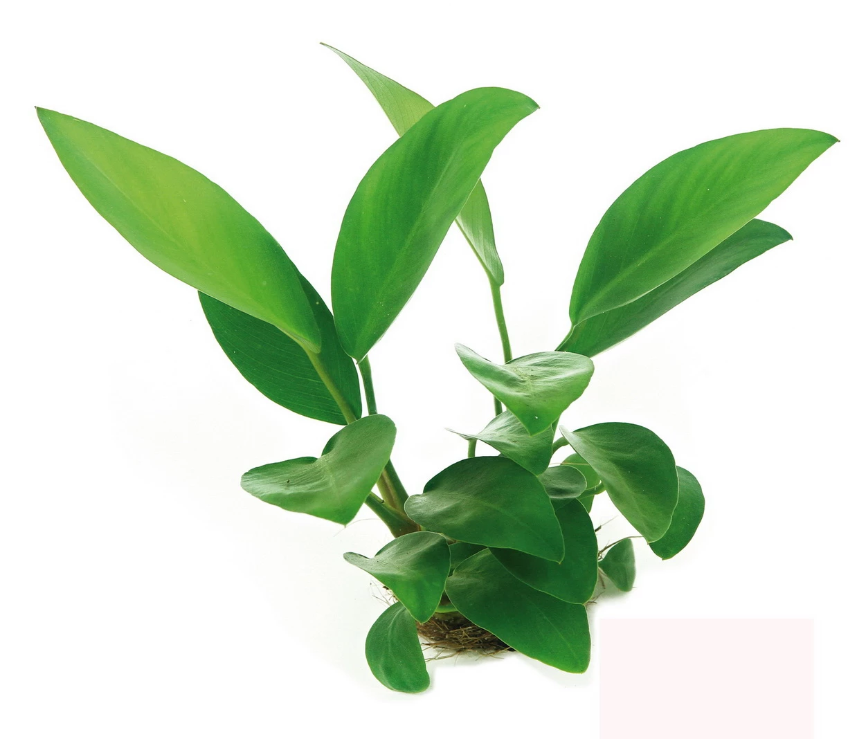Anubias Sextett: 6x Anubias-Töpfe = Barteri + Nana + Petite + Golden + Coffeefolia + Congensis, Barschfeste Wasserpflanzen 5 Anubias Sextett: 6x Anubias-Töpfe = Barteri + Nana + Petite + Golden + Coffeefolia + Congensis, Barschfeste Wasserpflanzen – Bild 3