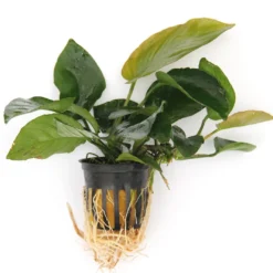 Anubias Sextett: 6x Anubias-Töpfe = Barteri + Nana + Petite + Golden + Coffeefolia + Congensis, Barschfeste Wasserpflanzen 12 Anubias Sextett: 6x Anubias-Töpfe = Barteri + Nana + Petite + Golden + Coffeefolia + Congensis, Barschfeste Wasserpflanzen -Hobby Verkäufe S6 6wf 1 4
