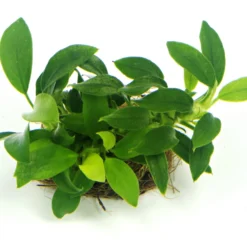 Anubias Sextett: 6x Anubias-Töpfe = Barteri + Nana + Petite + Golden + Coffeefolia + Congensis, Barschfeste Wasserpflanzen 13 Anubias Sextett: 6x Anubias-Töpfe = Barteri + Nana + Petite + Golden + Coffeefolia + Congensis, Barschfeste Wasserpflanzen -Hobby Verkäufe S6 6wf 1 6