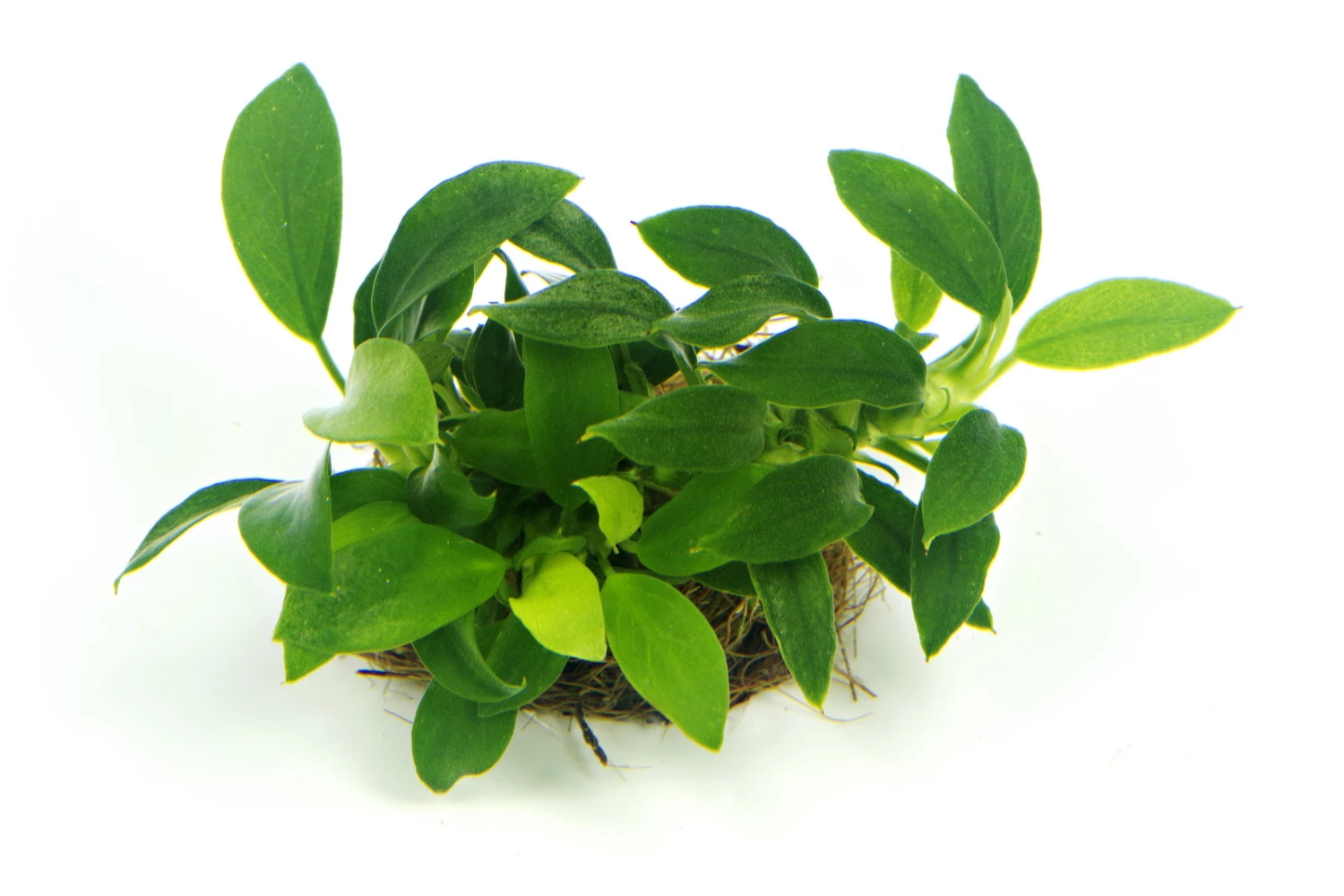 Anubias Sextett: 6x Anubias-Töpfe = Barteri + Nana + Petite + Golden + Coffeefolia + Congensis, Barschfeste Wasserpflanzen 7 Anubias Sextett: 6x Anubias-Töpfe = Barteri + Nana + Petite + Golden + Coffeefolia + Congensis, Barschfeste Wasserpflanzen – Bild 5