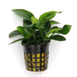 Anubias Sextett: 6x Anubias-Töpfe = Barteri + Nana + Petite + Golden + Coffeefolia + Congensis, Barschfeste Wasserpflanzen 14 Anubias Sextett: 6x Anubias-Töpfe = Barteri + Nana + Petite + Golden + Coffeefolia + Congensis, Barschfeste Wasserpflanzen -Hobby Verkäufe S6 6wf 1 8