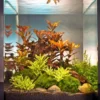 In-Vitro Ludwigia Cube 30 Liter - Pflanzenlandschaft Für Einen 30 Liter Nano Cube -Hobby Verkäufe S9143DE 1 1 1