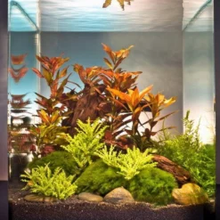 In-Vitro Ludwigia Cube 30 Liter - Pflanzenlandschaft Für Einen 30 Liter Nano Cube