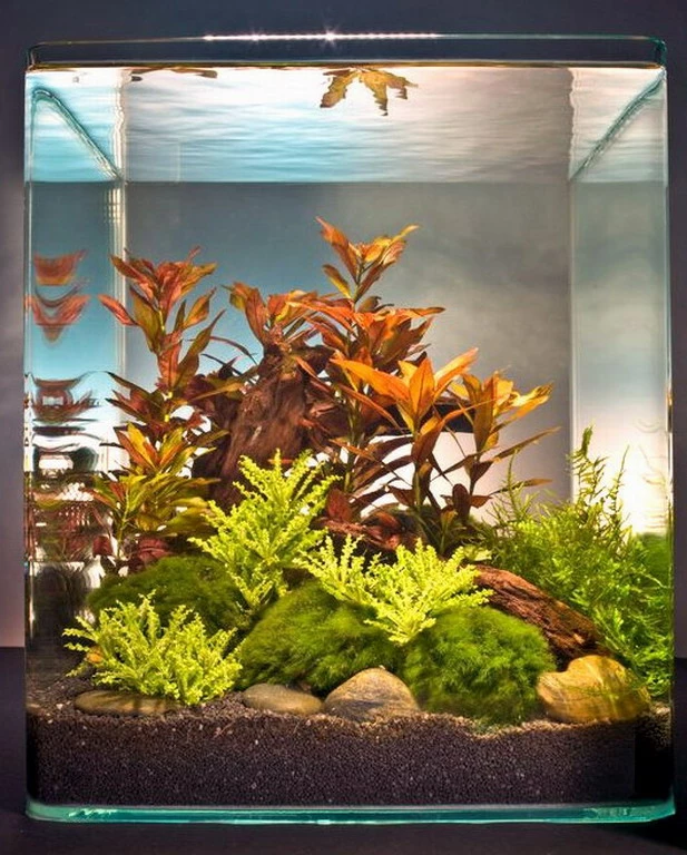 In-Vitro Ludwigia Cube 30 Liter - Pflanzenlandschaft Für Einen 30 Liter Nano Cube 3 In-Vitro Ludwigia Cube 30 Liter - Pflanzenlandschaft Für Einen 30 Liter Nano Cube