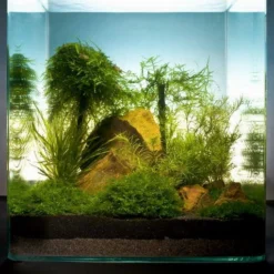 Bamboo Cube 30 Liter - Pflanzenlandschaft Für Einen 30 Liter Nano Cube