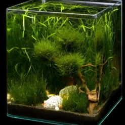 Biosphere Cube 30 Liter - Pflanzenlandschaft Für Einen 30 Liter Nano Cube -Hobby Verkäufe S9149DE 1 2