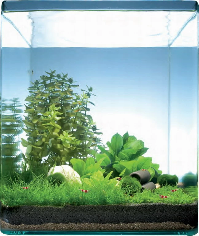 Pantanal Bay 10 Liter - Pflanzenlandschaft Für Einen 10 Liter Nano Cube 3 Pantanal Bay 10 Liter - Pflanzenlandschaft Für Einen 10 Liter Nano Cube