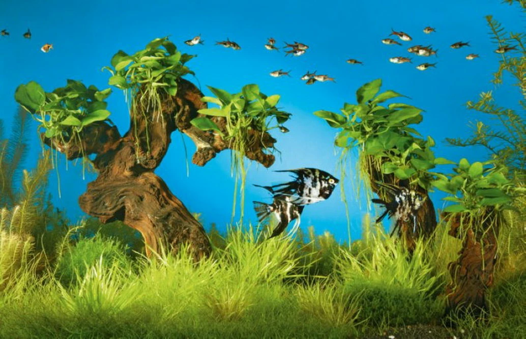 Mbuna-Wäldchen - Pflanzenlandschaft Für Ein 160-200 Liter Aquarium 3 Mbuna-Wäldchen - Pflanzenlandschaft Für Ein 160-200 Liter Aquarium