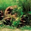 Rotmäulchen-Bucht - Pflanzenlandschaft Für Ein 160-200 Liter Aquarium -Hobby Verkäufe S9269DE 1 1