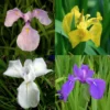 4 Töpfe Wasserschwert-Lilien - Iris In 4 Verschiedene Farben, Rosa, Blau, Weiß, Gelb -Hobby Verkäufe SG004wf 1 1