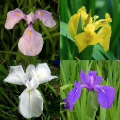 4 Töpfe Wasserschwert-Lilien - Iris In 4 Verschiedene Farben, Rosa, Blau, Weiß, Gelb