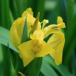 4 Töpfe Wasserschwert-Lilien - Iris In 4 Verschiedene Farben, Rosa, Blau, Weiß, Gelb -Hobby Verkäufe SG004wf 1 4