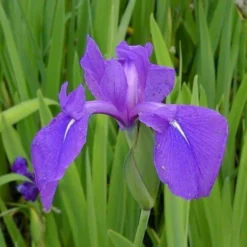 4 Töpfe Wasserschwert-Lilien - Iris In 4 Verschiedene Farben, Rosa, Blau, Weiß, Gelb -Hobby Verkäufe SG004wf 1 6