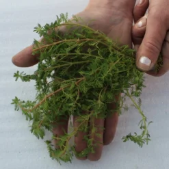 25 Unterwasserpflanzen Teich-Sortiment, Sauerstoffpflanzen-Set -Hobby Verkäufe SG025wf 1 5