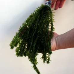 25 Unterwasserpflanzen Teich-Sortiment, Sauerstoffpflanzen-Set -Hobby Verkäufe SG025wf 1 6