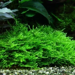 XL In-Vitro Stachelmoos / Taxiphyllum Spec. 'Spiky Moss', Moos