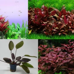 4 Töpfe Schöne Rote Wasserpflanzen - Aquariumpflanzen Set