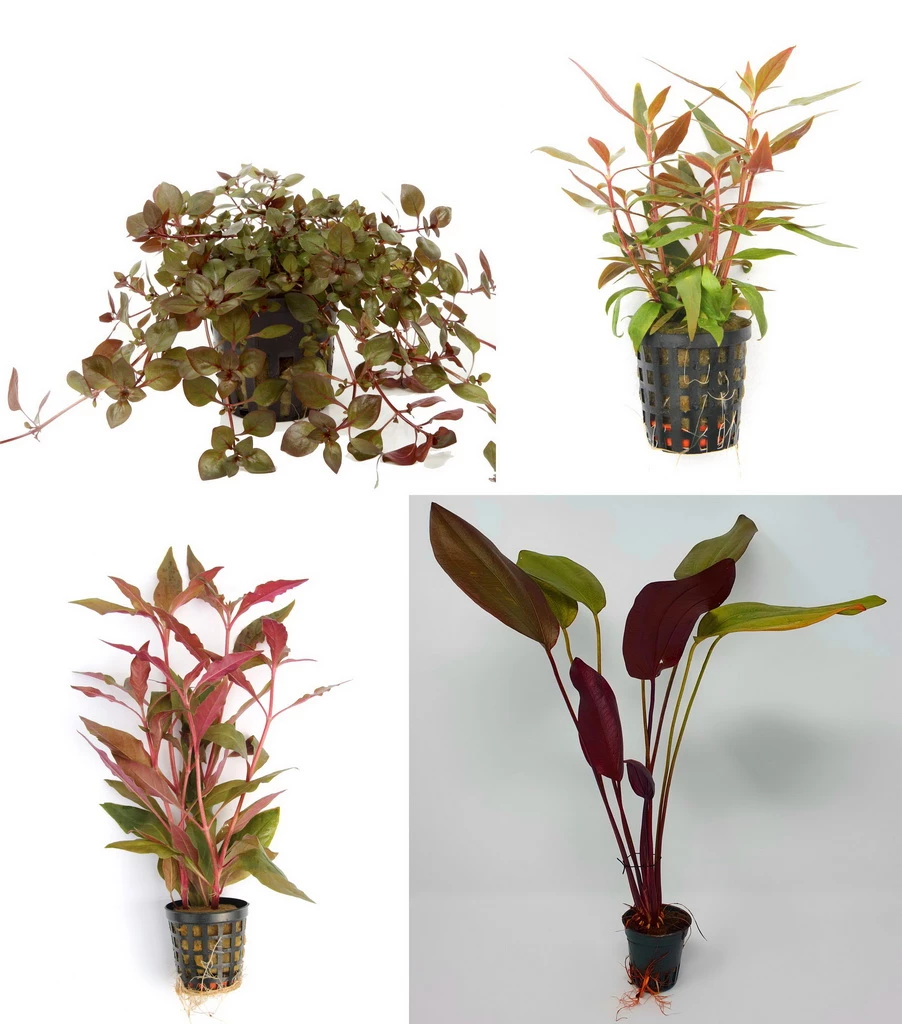 4 Töpfe Schöne Rote Wasserpflanzen - Aquariumpflanzen Set 4 4 Töpfe Schöne Rote Wasserpflanzen - Aquariumpflanzen Set – Bild 2