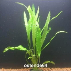 Krause Wasserähre / Aponogeton Crispus