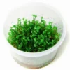 1-2-GROW! *NEU* Mini-Kleeblatt / Marsilea Minuta Von TROPICA *NEU* -Hobby Verkäufe T010BTC T 1 1