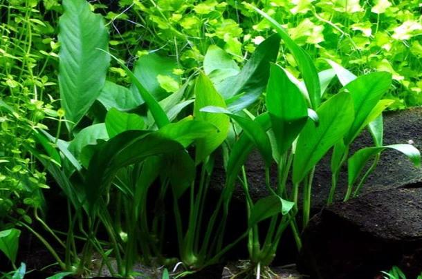 Anubias Angustifolia Afzelii / Kleine Schmalblättrige Anubias 3 Anubias Angustifolia Afzelii / Kleine Schmalblättrige Anubias