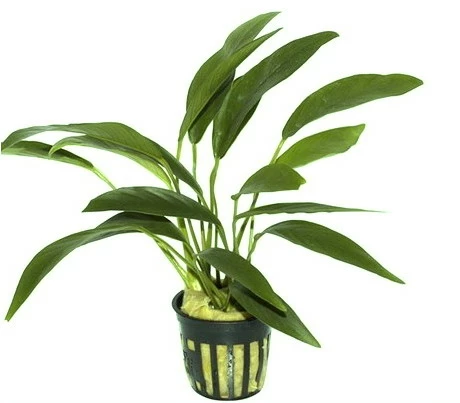 Anubias Angustifolia Afzelii / Kleine Schmalblättrige Anubias 4 Anubias Angustifolia Afzelii / Kleine Schmalblättrige Anubias – Bild 2