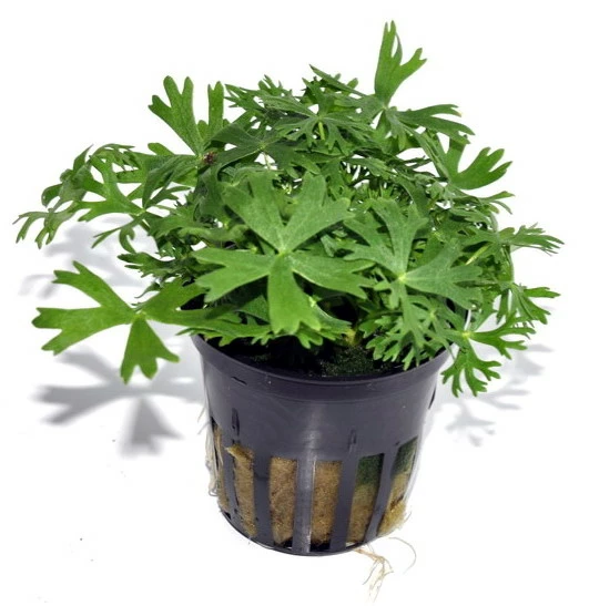 Kleiner Fluss-Hahnenfuß / Ranunculus Inundatus NEUHEIT 3 Kleiner Fluss-Hahnenfuß / Ranunculus Inundatus NEUHEIT