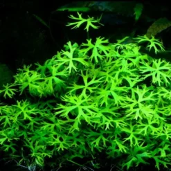 Kleiner Fluss-Hahnenfuß / Ranunculus Inundatus NEUHEIT 6 Kleiner Fluss-Hahnenfuß / Ranunculus Inundatus NEUHEIT -Hobby Verkäufe T022C T 1 4